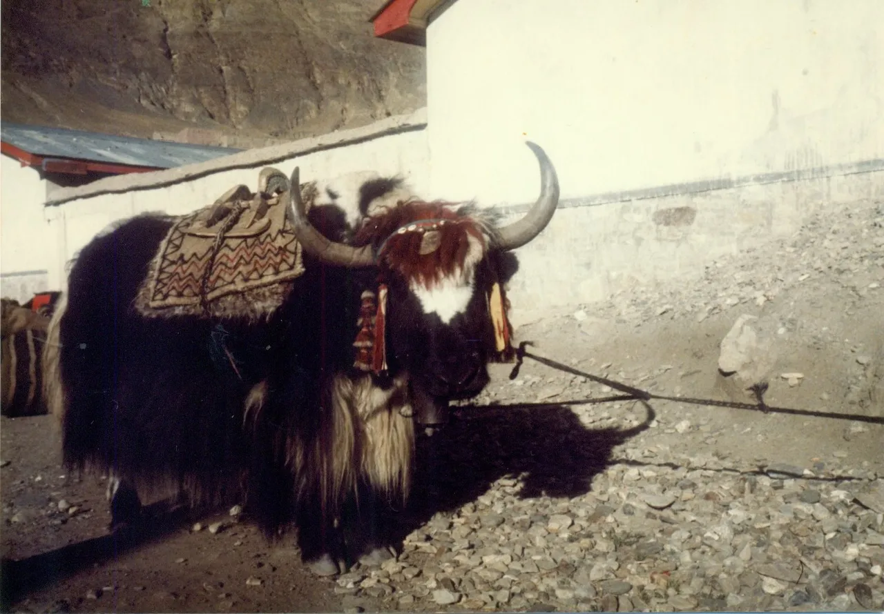 Yak In Tibet.jpg