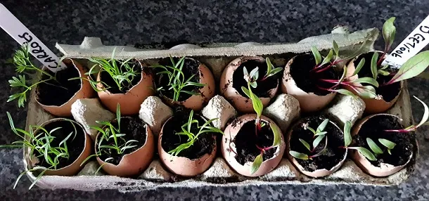 More gardening.jpg