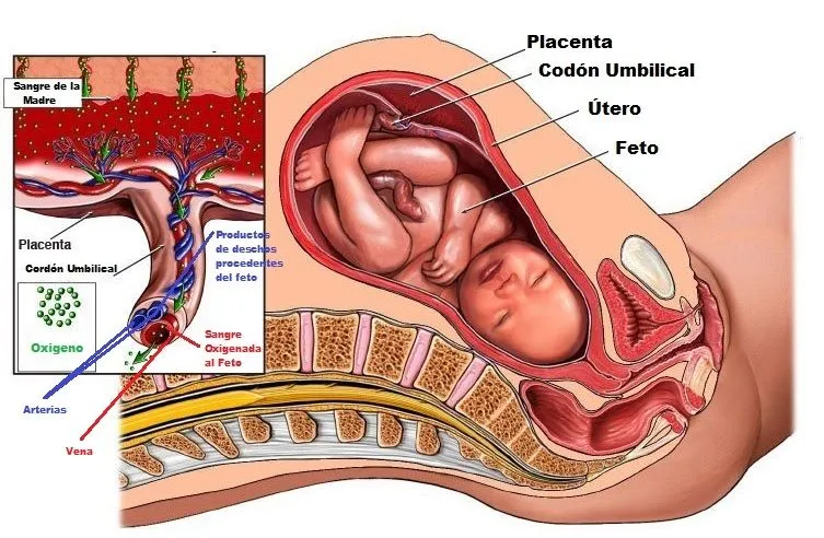 cordon-umbilical.jpg