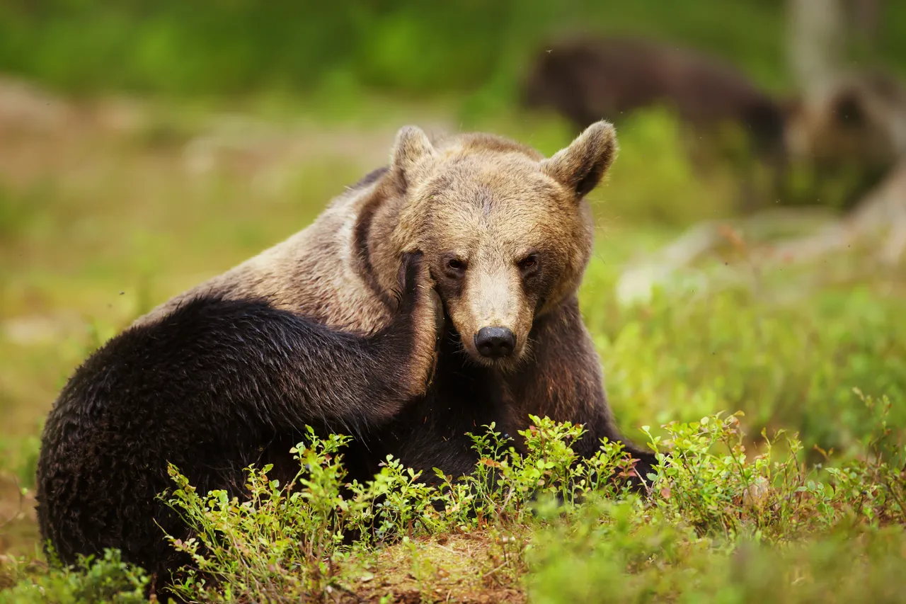 keto bear[898].jpg