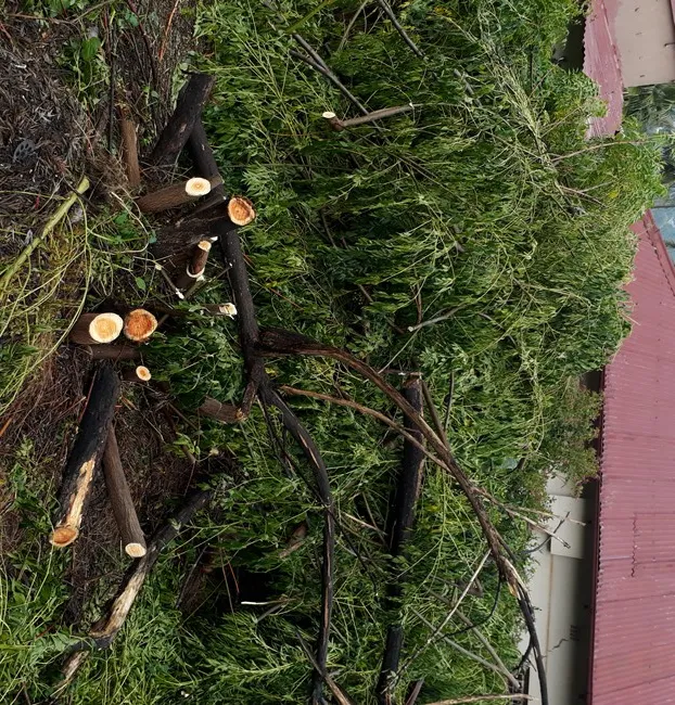 syringa stumps.jpg