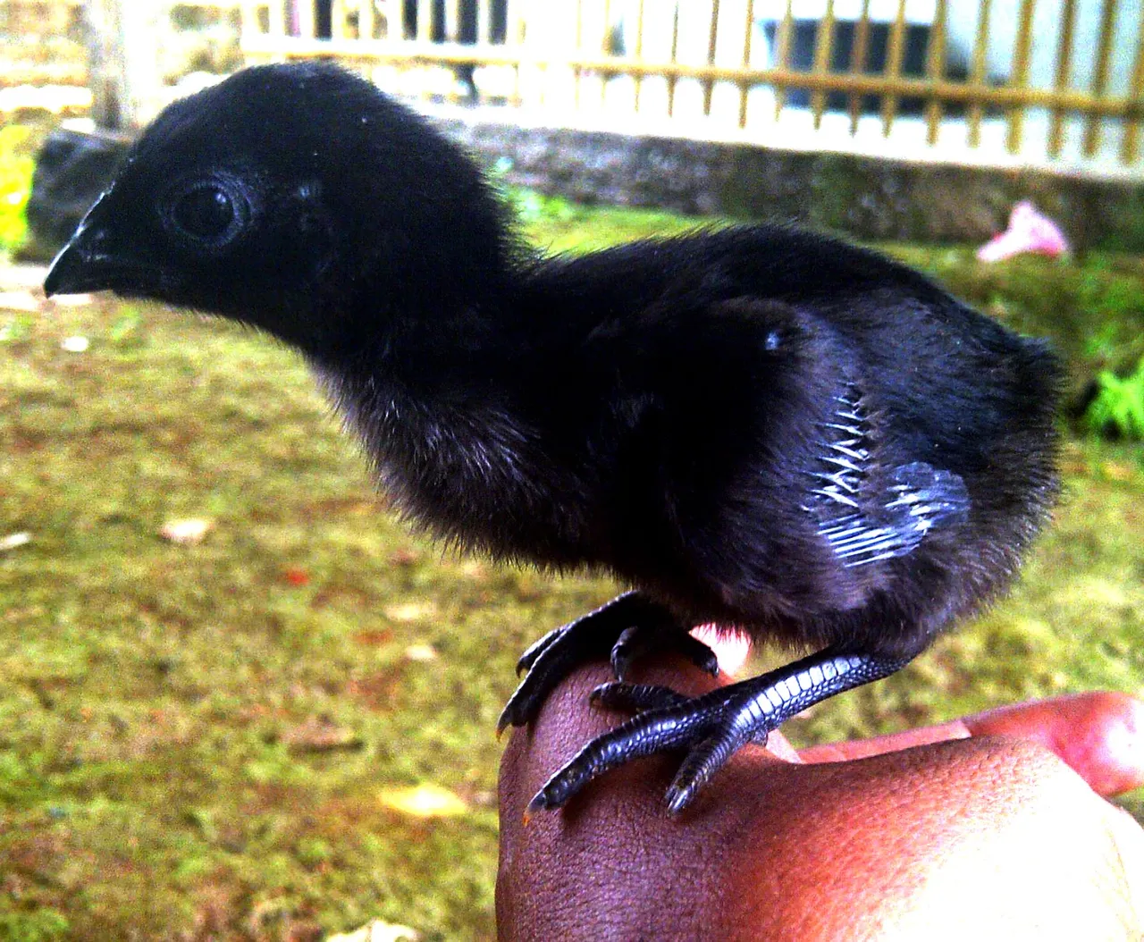 Ayam cemani baby.jpg