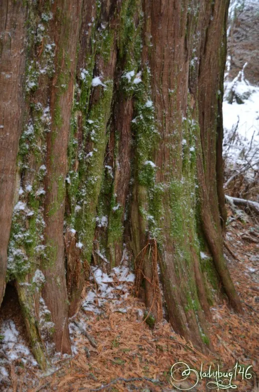 ancient_forest13.jpg