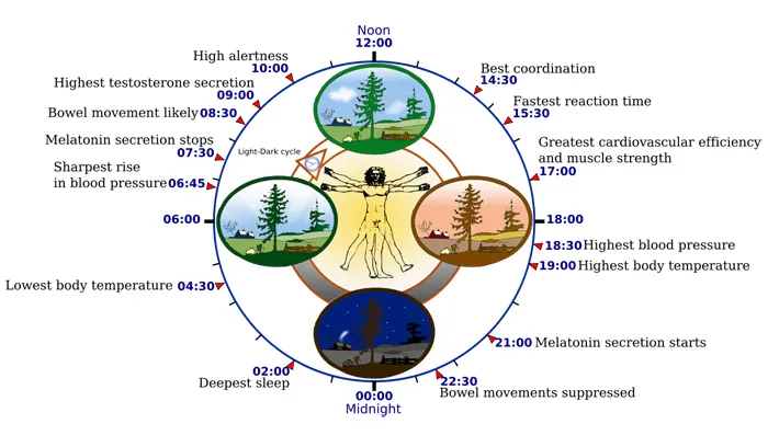 circadian-rhythm.jpg