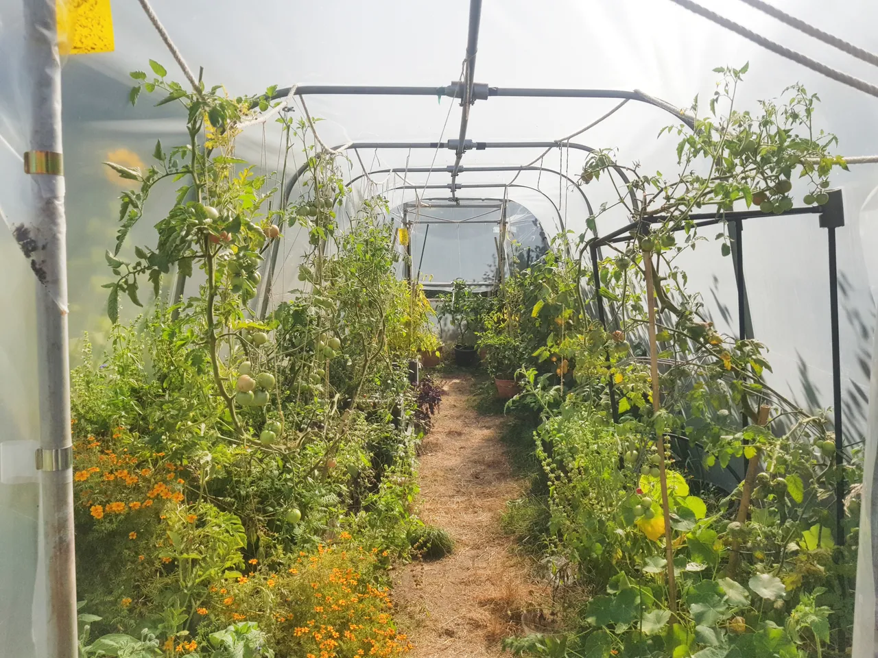 greenhouse (1).jpg