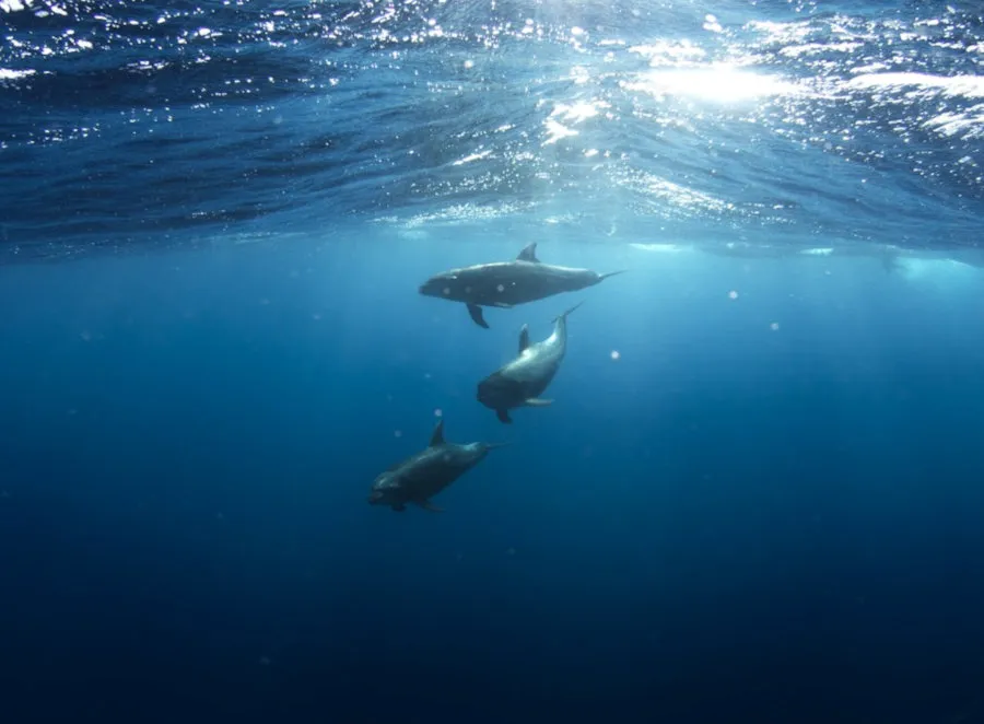 Dolphins-Aquatic.jpg