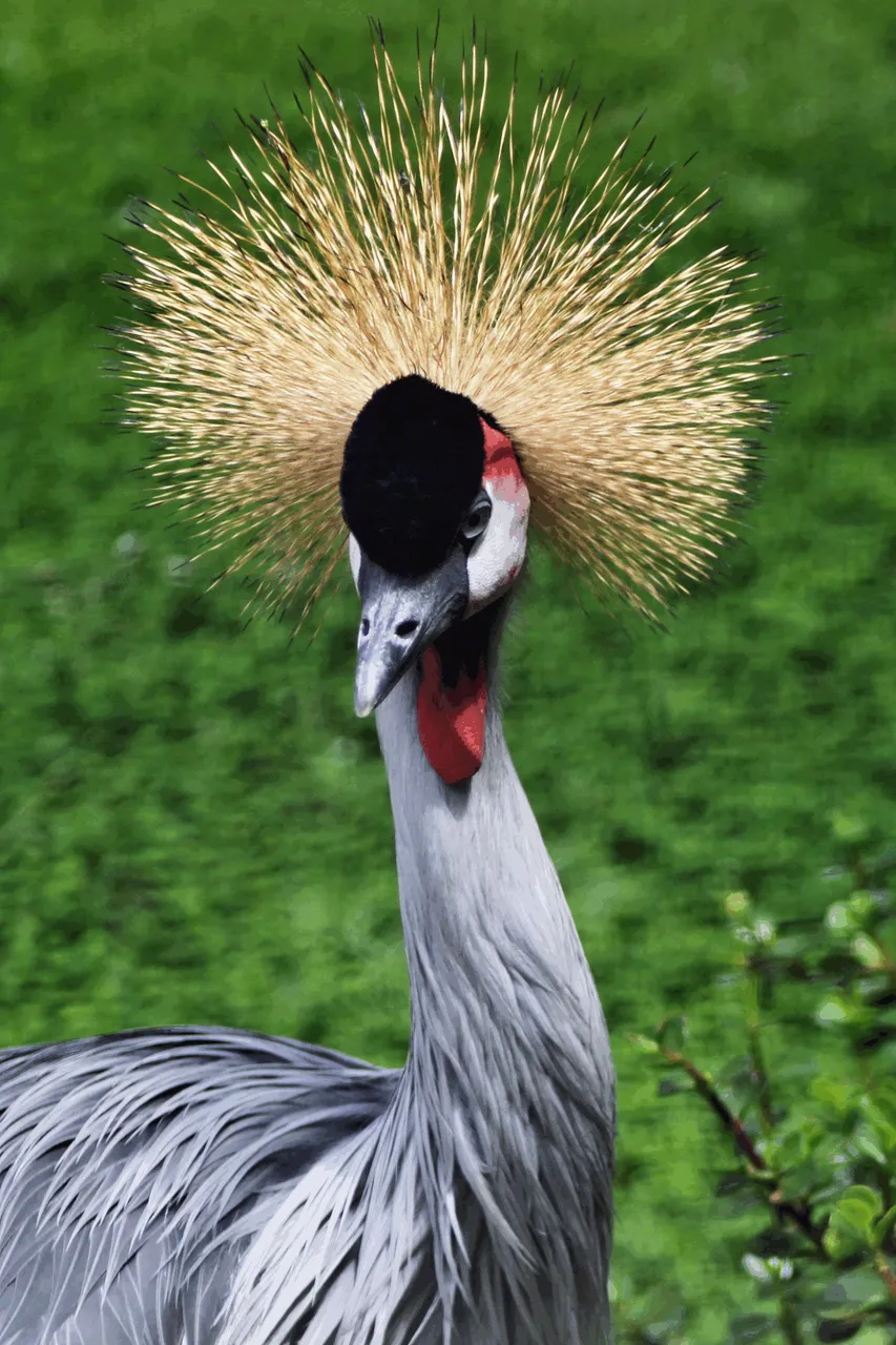 GreyCrownedCrane.png