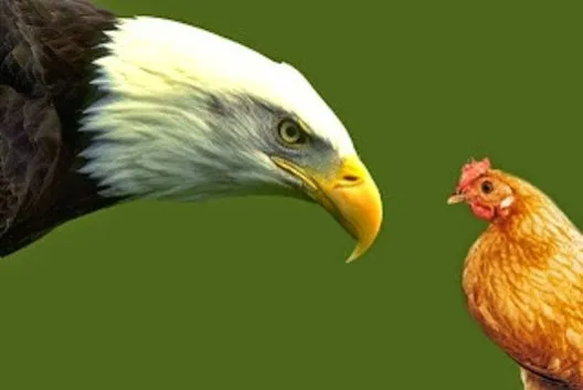 eagle-or-chicken.jpg