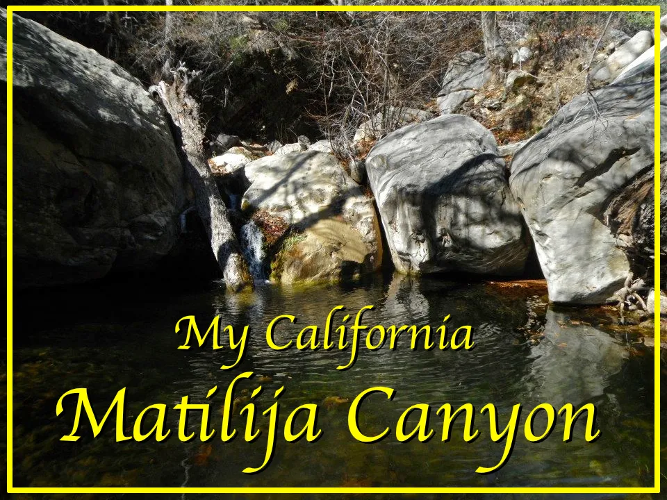 Matilija cover.jpg