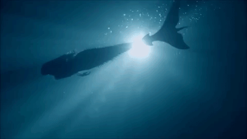 Mermaid_Swimming.gif