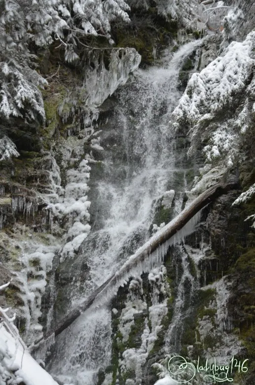ancient_forest11.jpg