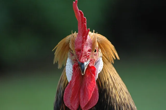 cock-1091651_640.jpg