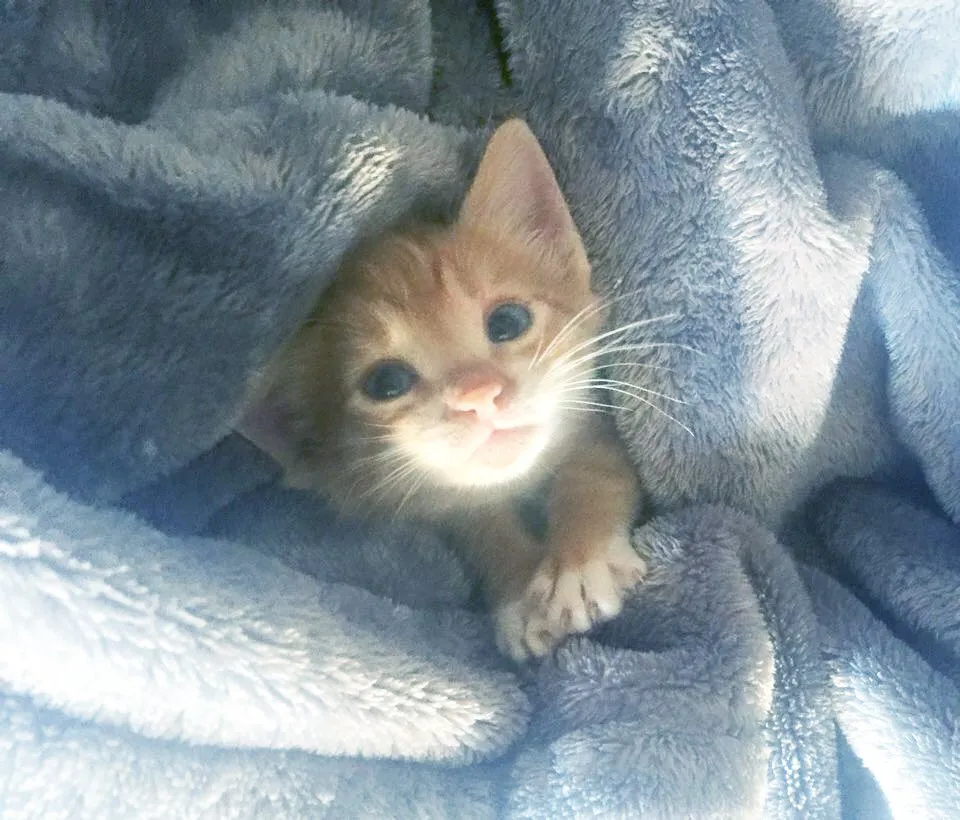 Jeffy cuteness.jpg
