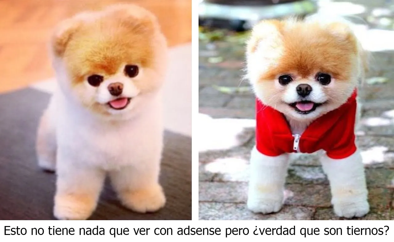 perritos-adsense.jpg