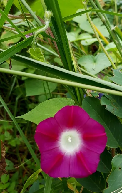 morning glory4.jpg