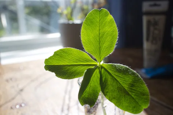 Four-leaf-clover.jpg