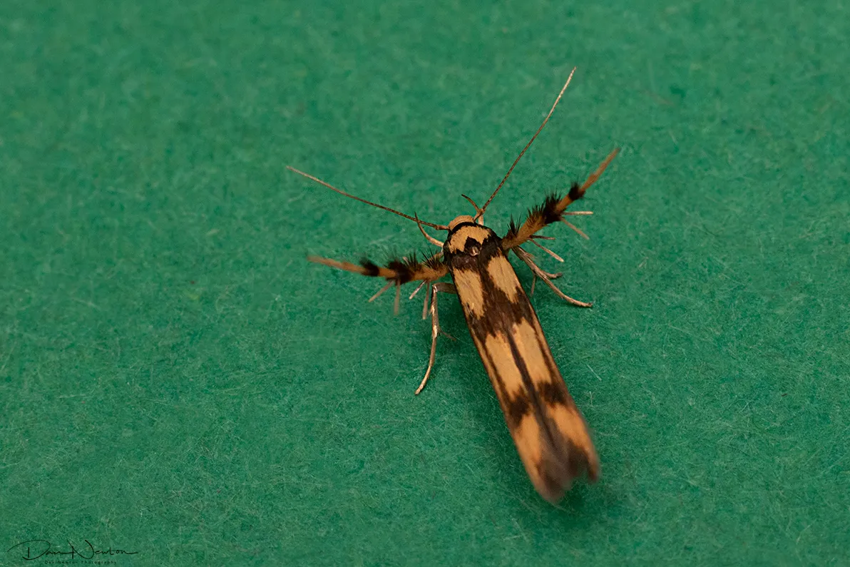 42.002 Stathmopoda pedella0013PP.jpg