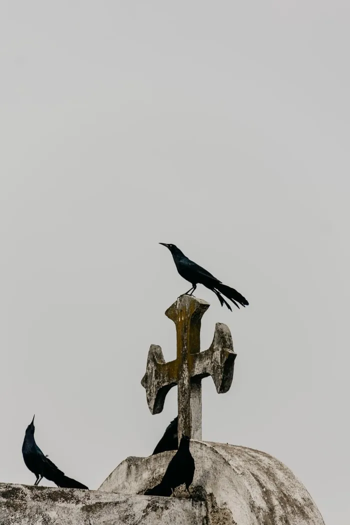 photo1541284875349799cdedb0d84.jpeg