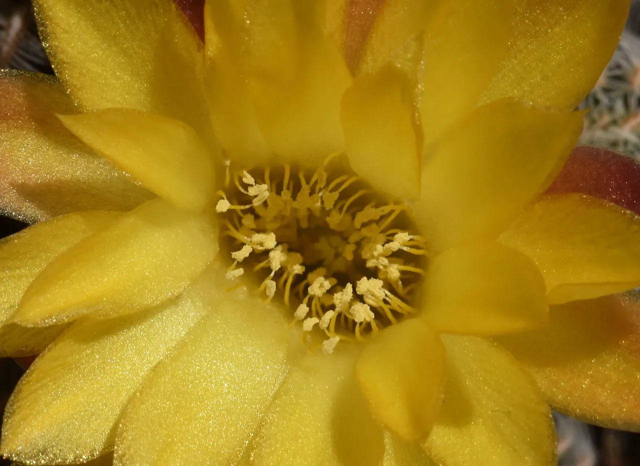 Sulcorebutia gemmae yellow flower 2.jpg