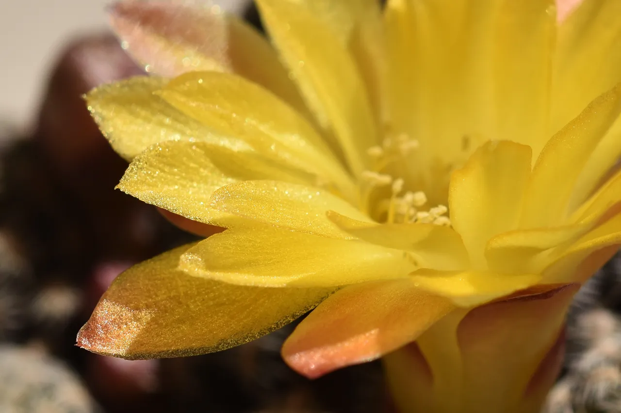 Sulcorebutia gemmae yellow flower 4.jpg