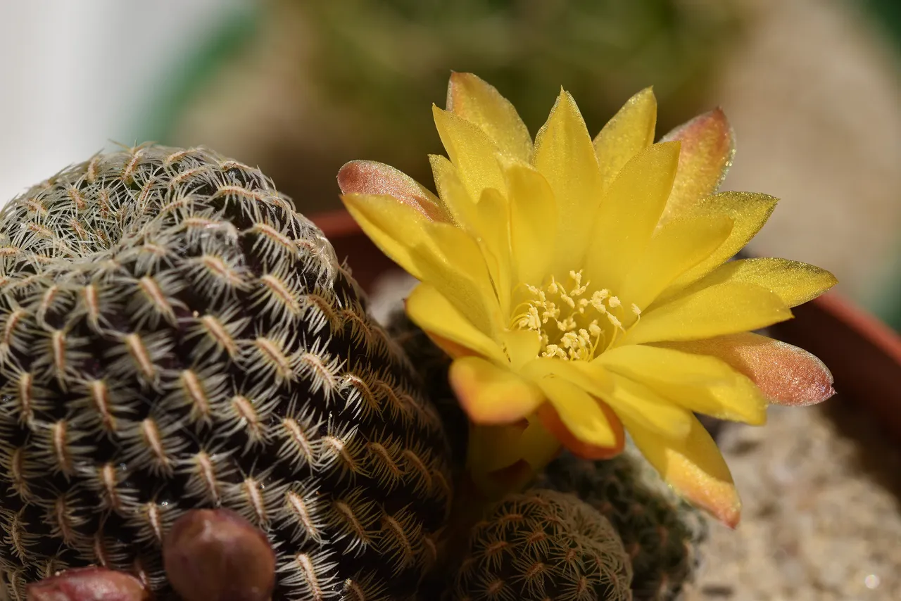 Sulcorebutia gemmae yellow flower 5.jpg