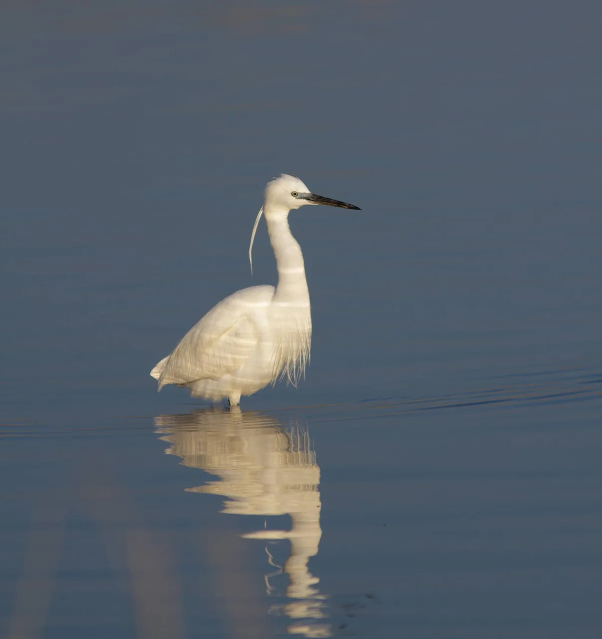 Seidenreiher_Neusiedler_See_.jpg