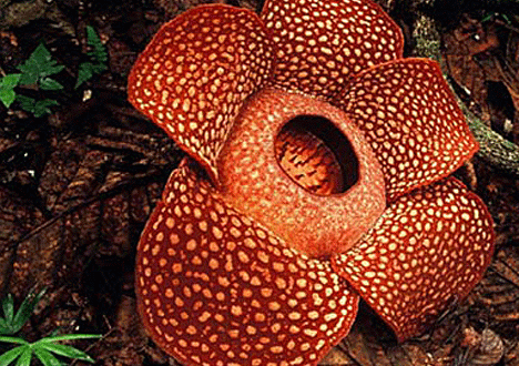 worlds_largest_flower_8sfw468x330.gif