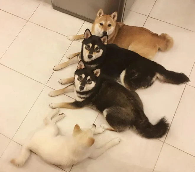 funnyphotobombingshibainu12.jpg