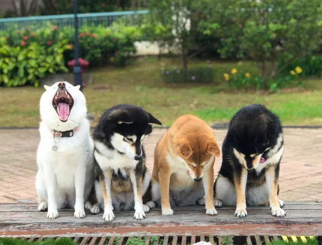 funnyphotobombingshibainu16.jpg