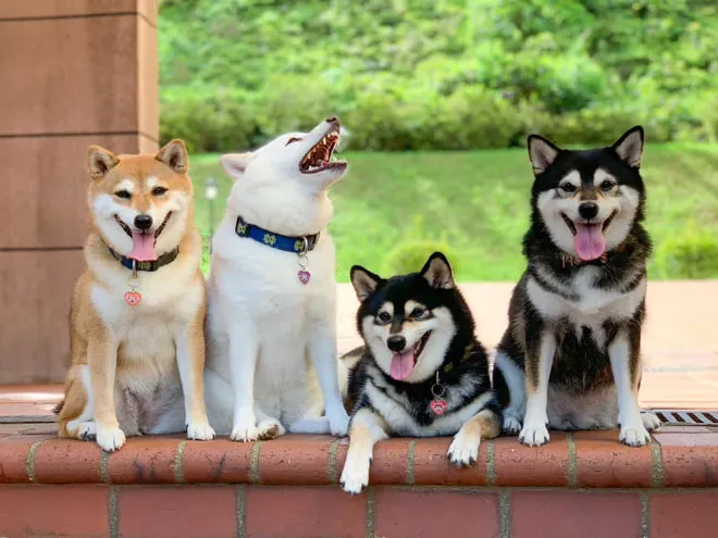 funnyphotobombingshibainu17.jpg