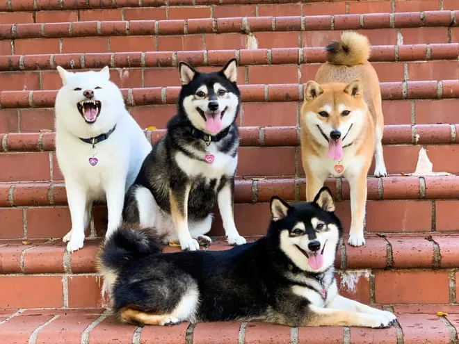 funnyphotobombingshibainu21.jpg