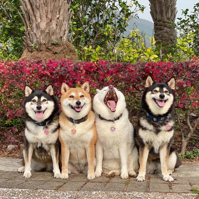 funnyphotobombingshibainu14.jpg