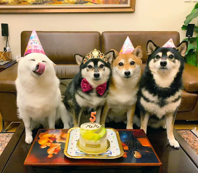 funnyphotobombingshibainu13.jpg