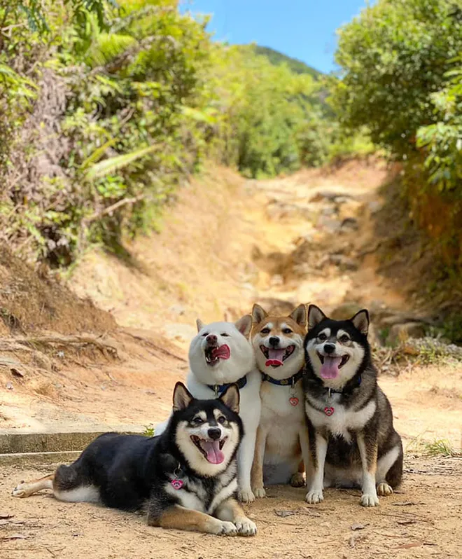 funnyphotobombingshibainu10.jpg