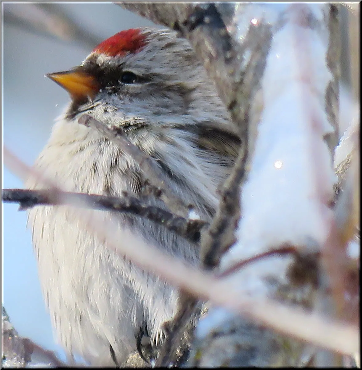 close up redpoll on snowy branch.JPG