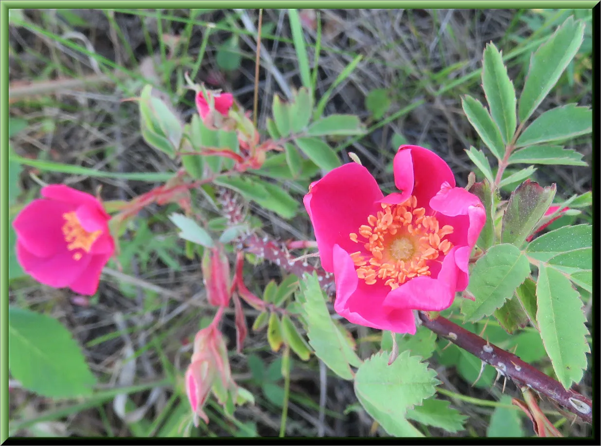 2 deep pink wild roses and buds.JPG