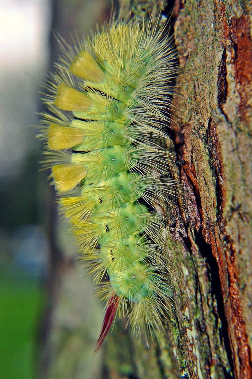 Caterpillar_2_0899_smaller.JPG