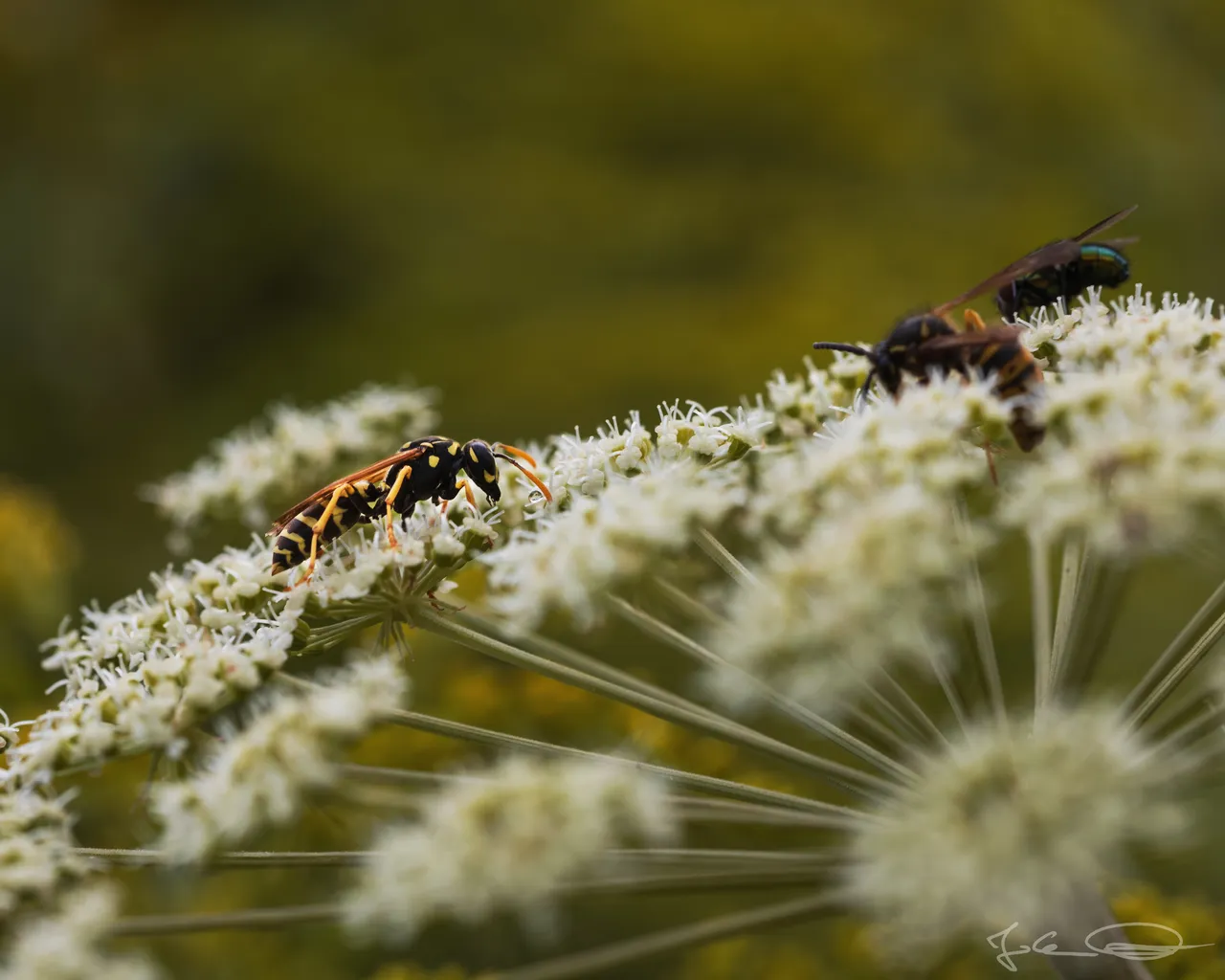 Hive AlphabetHunt Wasp