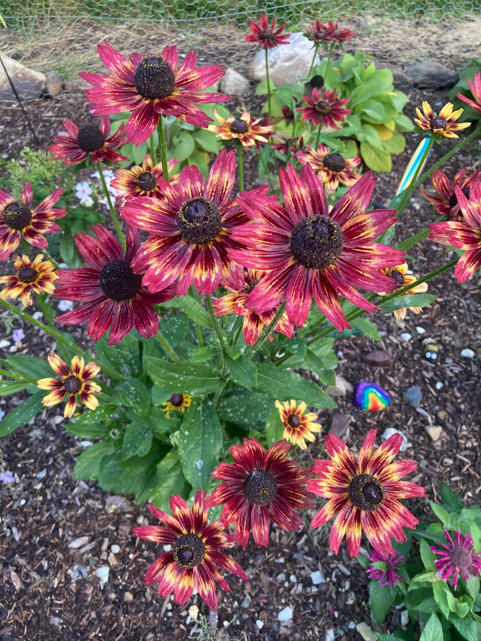 Multicolor Rudbeckia