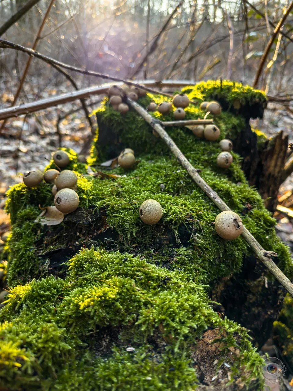 Pear Puffballs