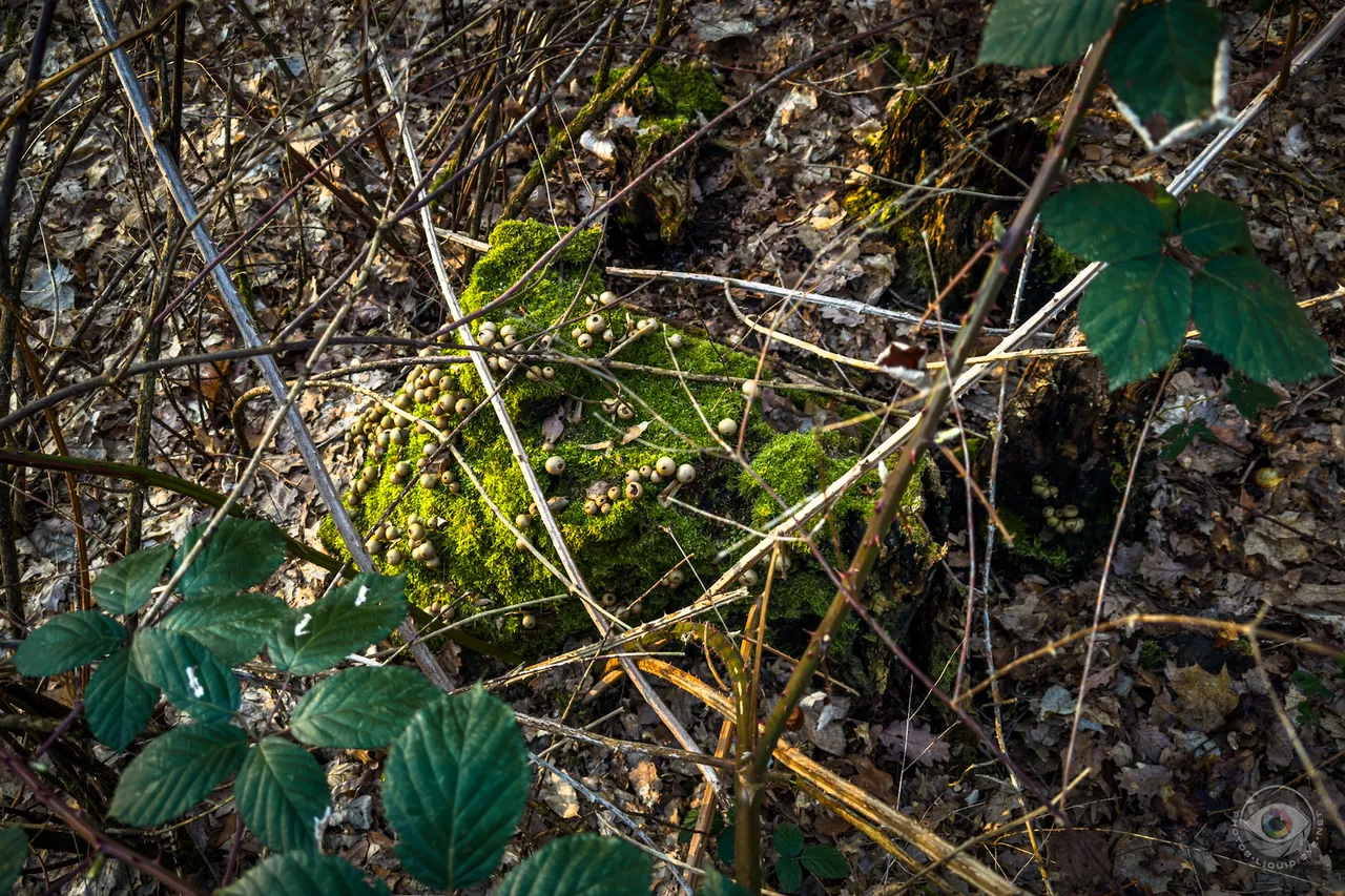 Pear Puffballs