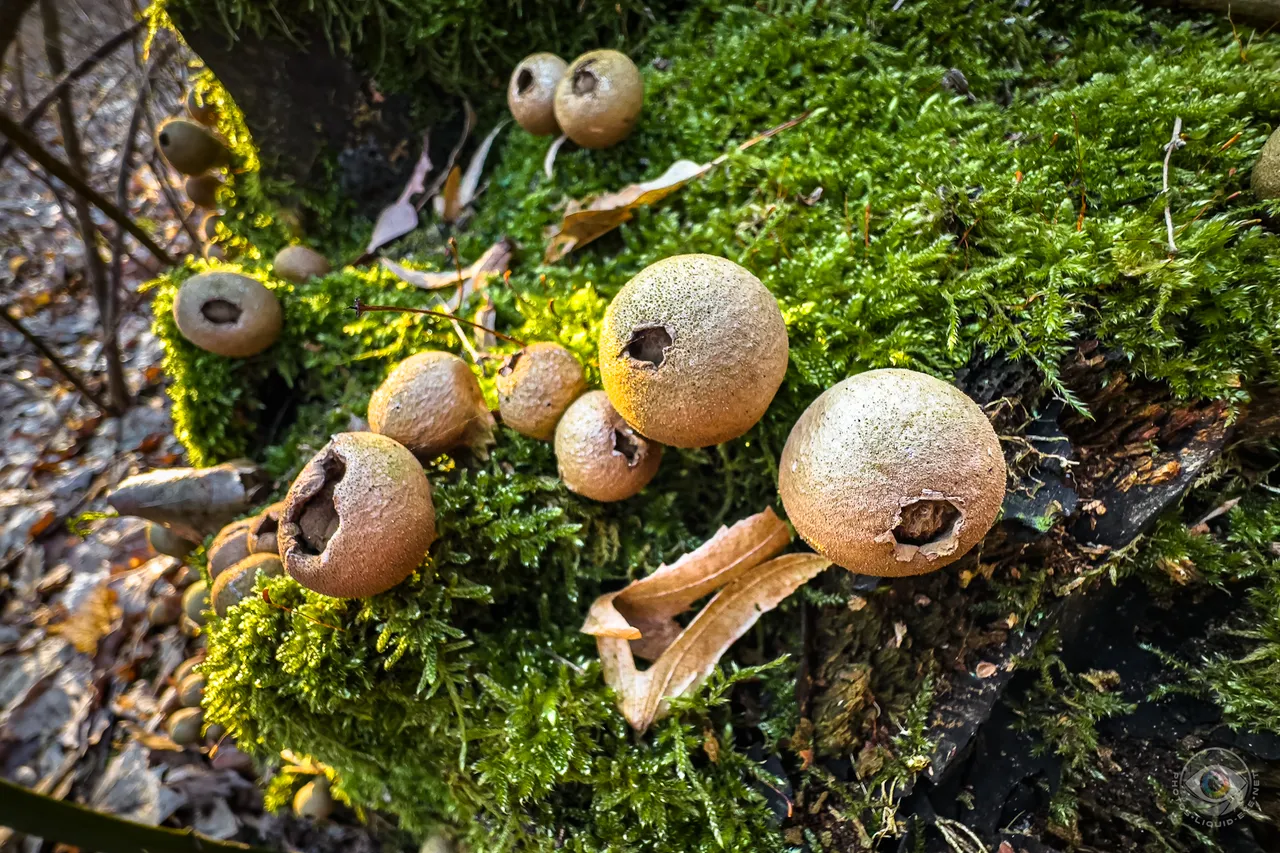 Pear Puffballs