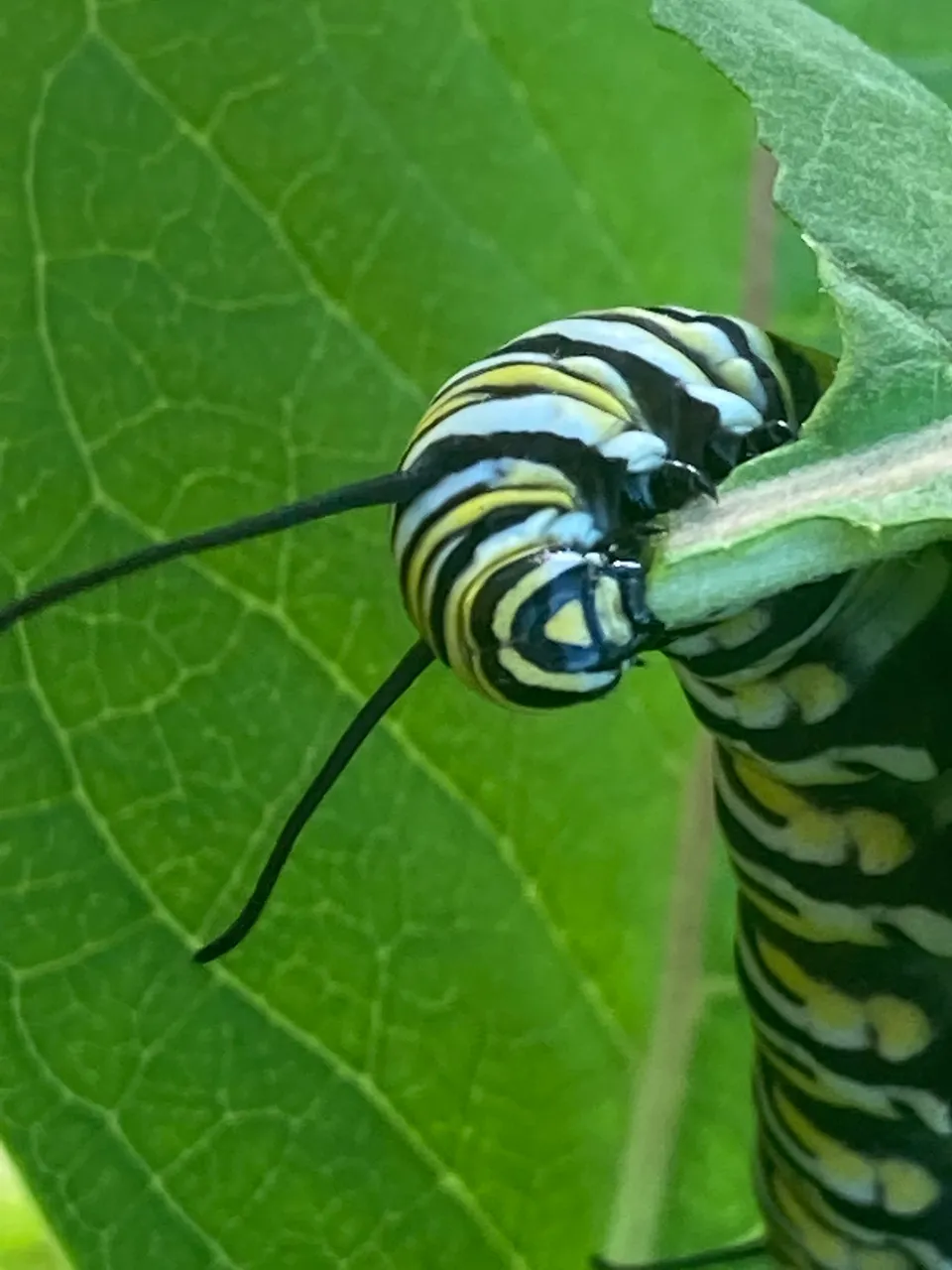 Monarch Caterpillar