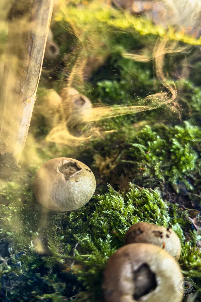 Pear Puffballs