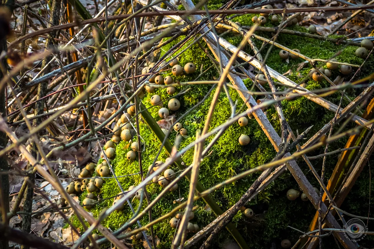 Pear Puffballs