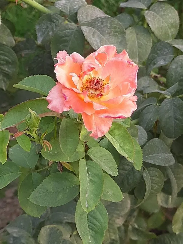 orange_rose_flower_2