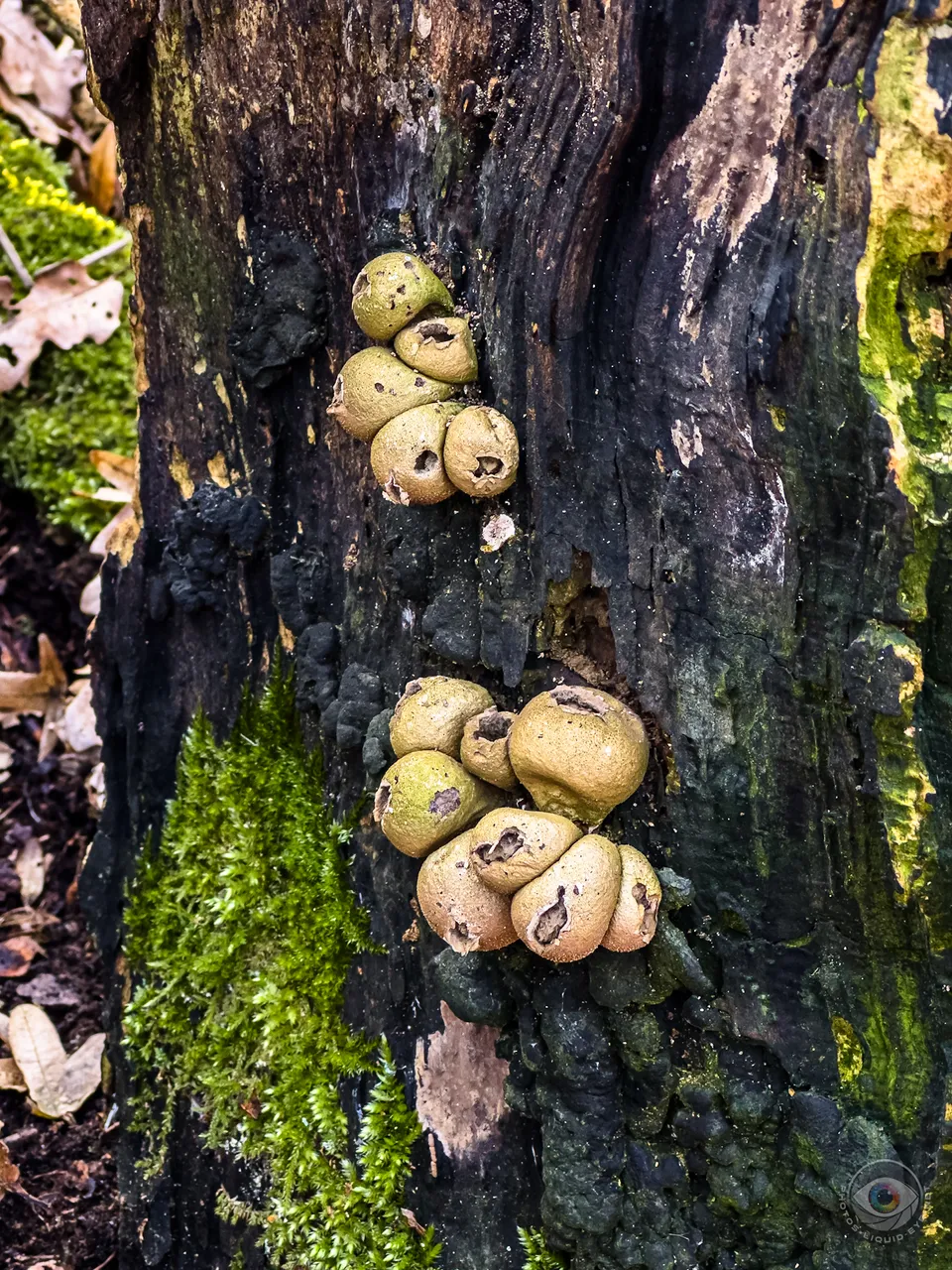 Pear Puffballs