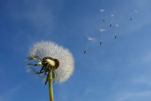 dandelion_463928_340.jpg