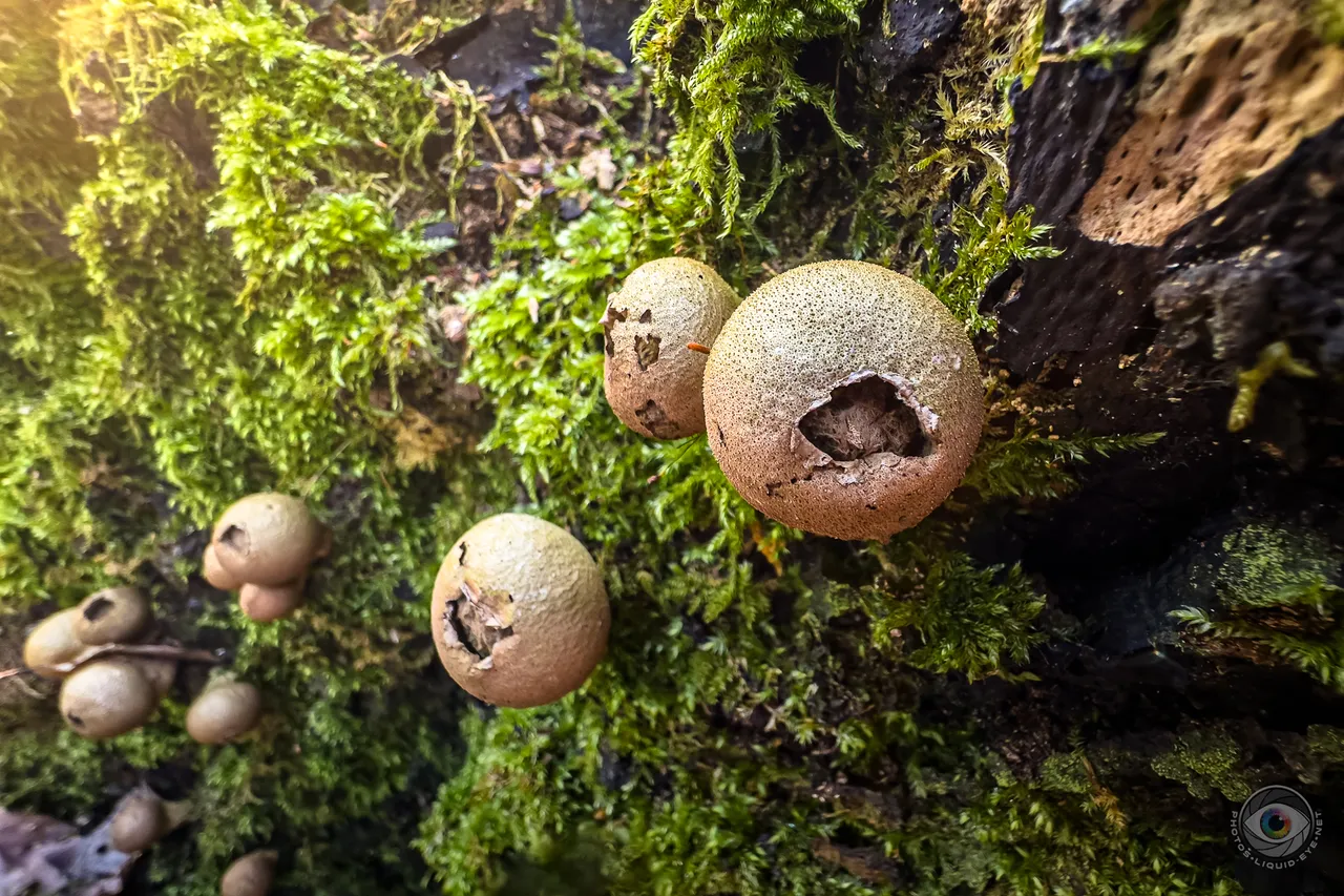 Pear Puffballs