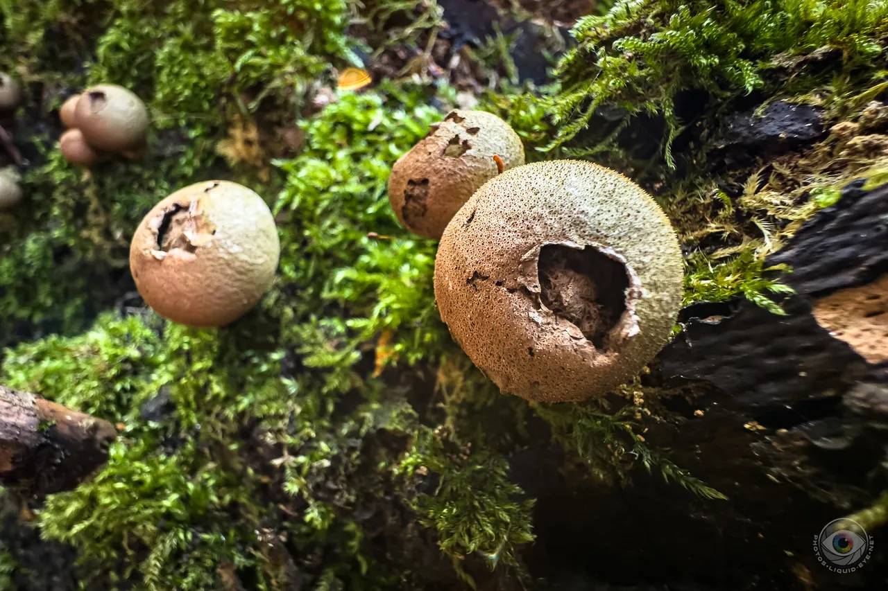 Pear Puffballs